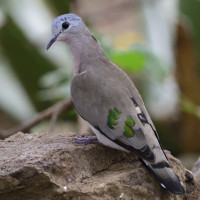 Emerald-spotted Wood-Dove